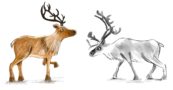 Reindeer (4) - 